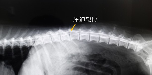 脊椎対照機能的診断法　レントゲン無しで脊髄の異常個所を診断 脊髄造影検査 椎間板ヘルニア ◇神経疾患◇ 犬・猫 川崎市幸区・中原区